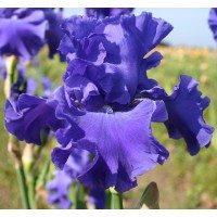 'Yaquina Blue' Schreiner 1992